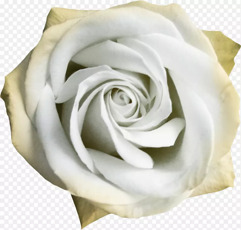 花园玫瑰、蜈蚣玫瑰、海滩玫瑰、白花、白玫瑰
