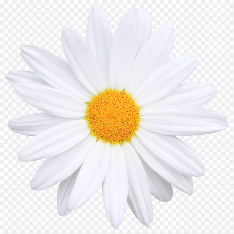 花一般雏菊图标-创意花束的花朵形象