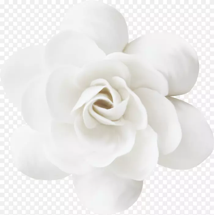 白色花瓣-图像花束