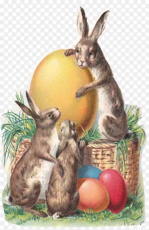复活节兔子复活节明信片-复活节兔子金