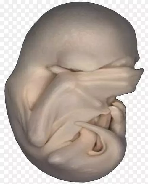 胚胎下载-蝙蝠胚胎