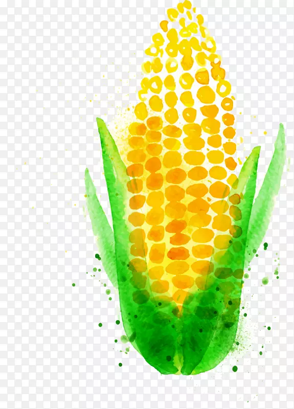 辣椒红花水彩画玉米蔬菜卡通画蔬菜玉米