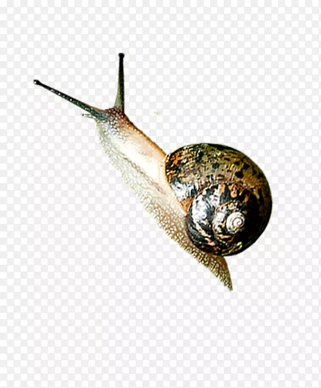 蜗牛昆虫正交天象-蜗牛