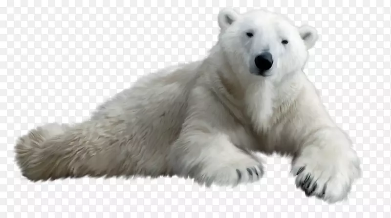 北极熊棕熊剪贴画北极熊小眼睛
