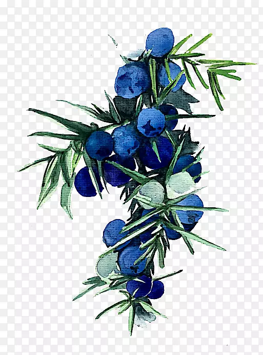 花卉设计蓝莓水彩画水彩蓝莓