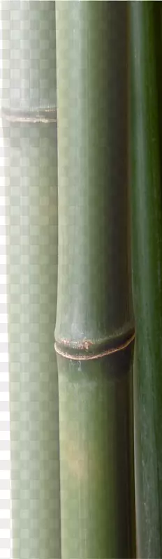 植物茎圆筒-竹子