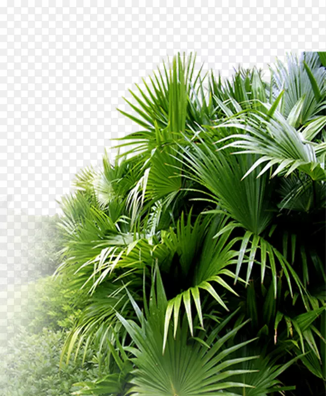 亚洲棕榈叶观赏植物园艺-植物园艺