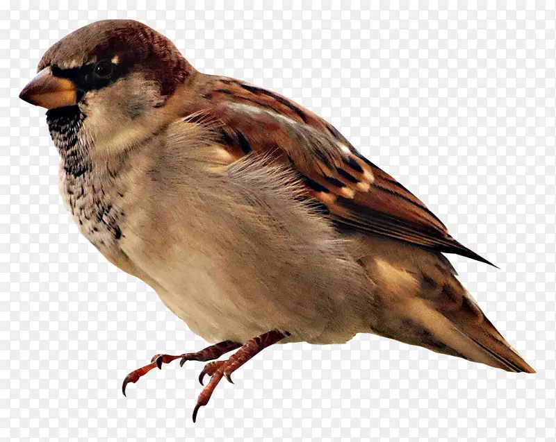鸟窝麻雀真正的动物声音宠物麻雀