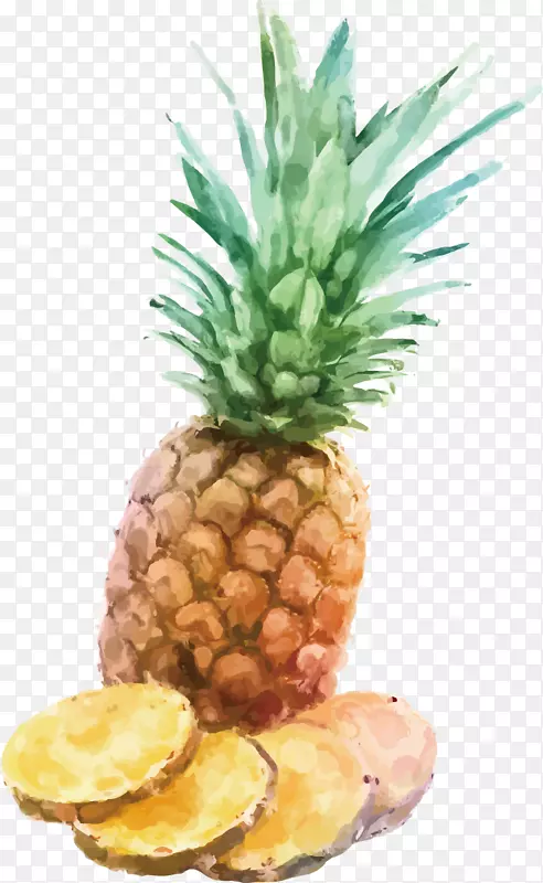 菠萝水彩画Inge S.P.-菠萝插图