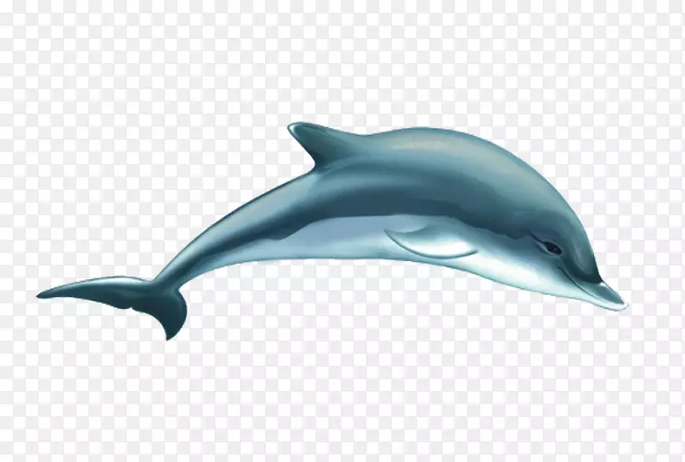 普通宽吻海豚短喙普通海豚图库溪白喙海豚批发可爱卡通海豚