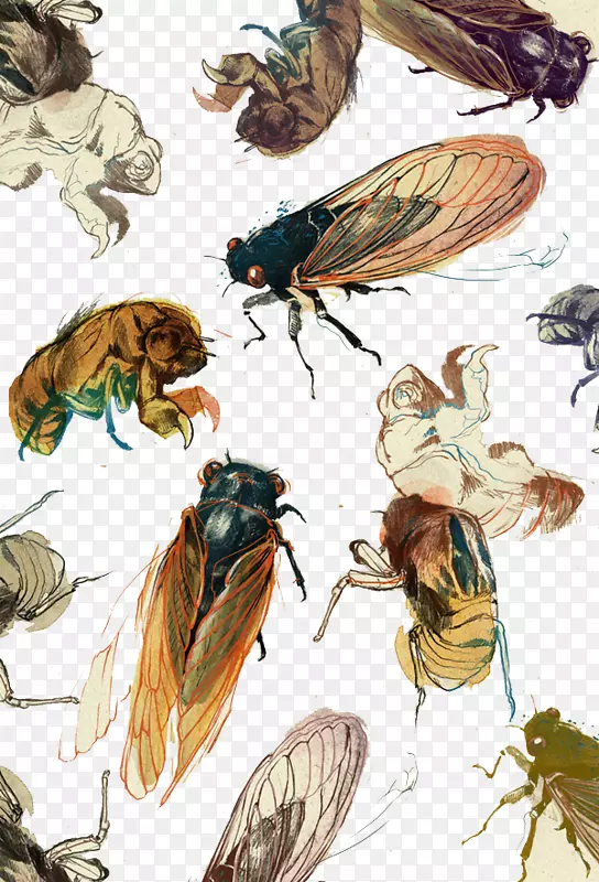 美术绘画版画插图各种昆虫苍蝇