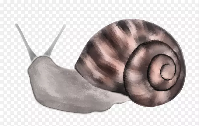 蜗牛海螺耳特写蜗牛
