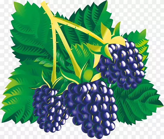 黑莓水果剪贴画-桑树儿童