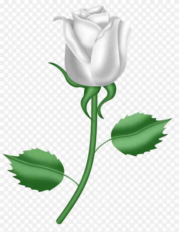儿子的礼物上帝爱的孩子-一朵白色的玫瑰