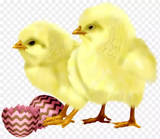 鸡蛋可爱-可爱的小鸡