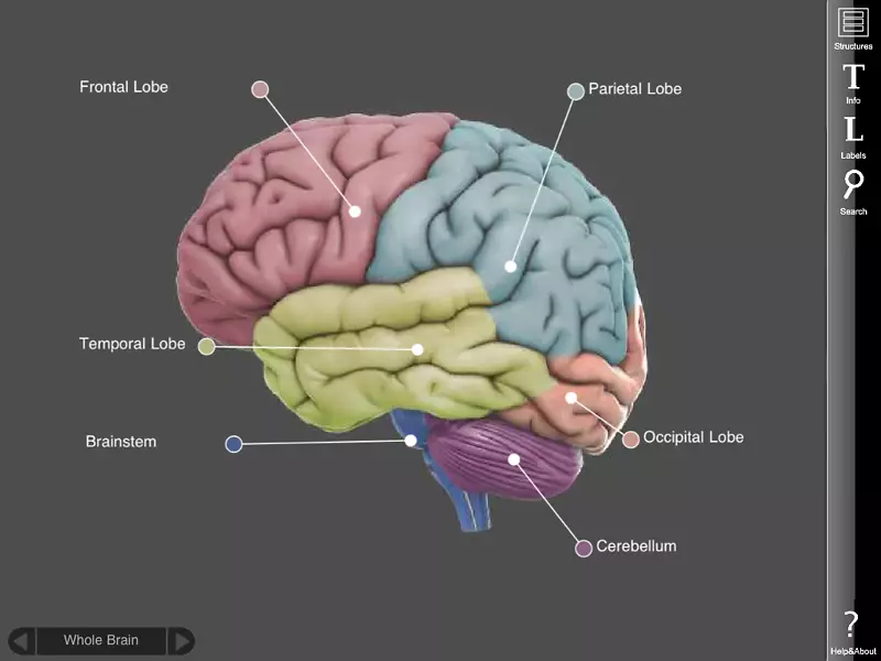 人脑三维空间旋转IOS-科学相关图片