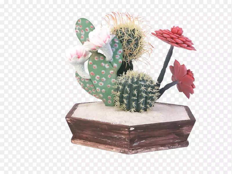 仙人掌科花盆植物-多刺梨