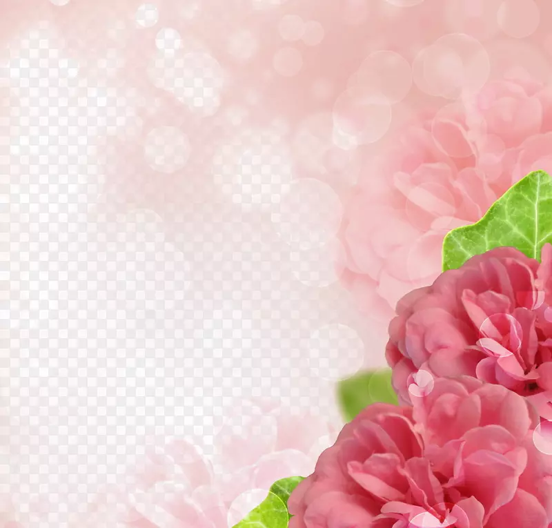 玫瑰摄影微软PowerPoint花-粉红色芙蓉边缘