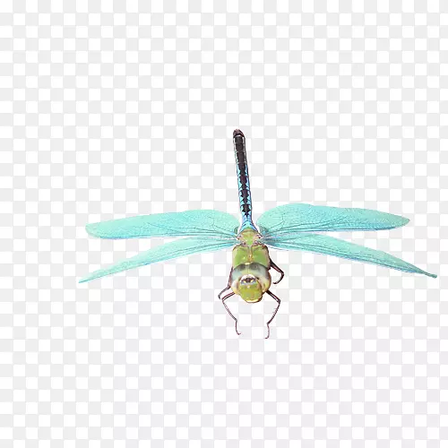 昆虫蜻蜓蝴蝶-蜻蜓