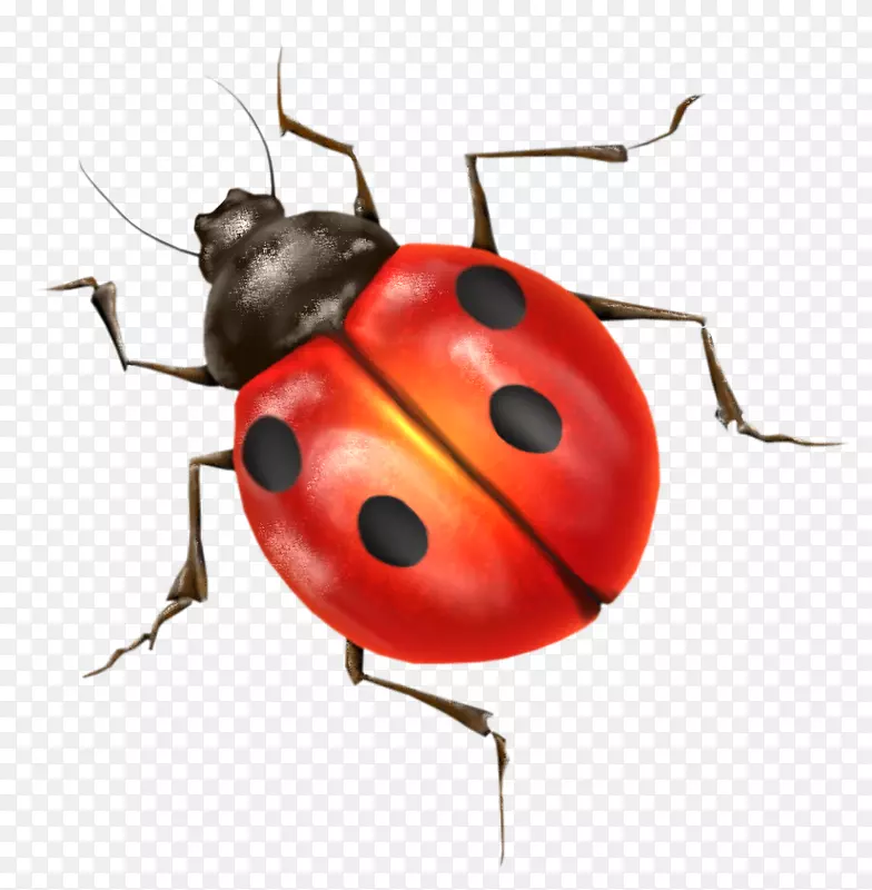 甲虫-瓢虫剪贴画-红瓢虫