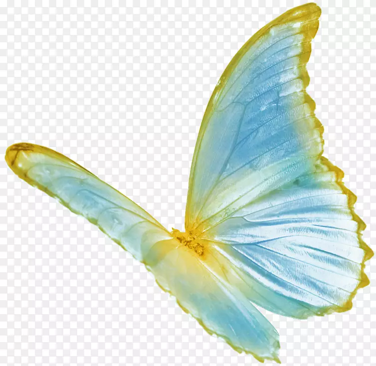 蝴蝶色-蓝色蝴蝶