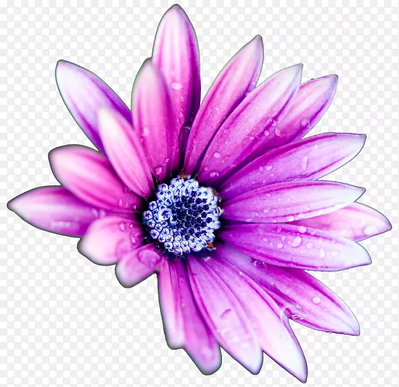 花高清晰度电视显示分辨率普通雏菊墙纸.紫色雏菊