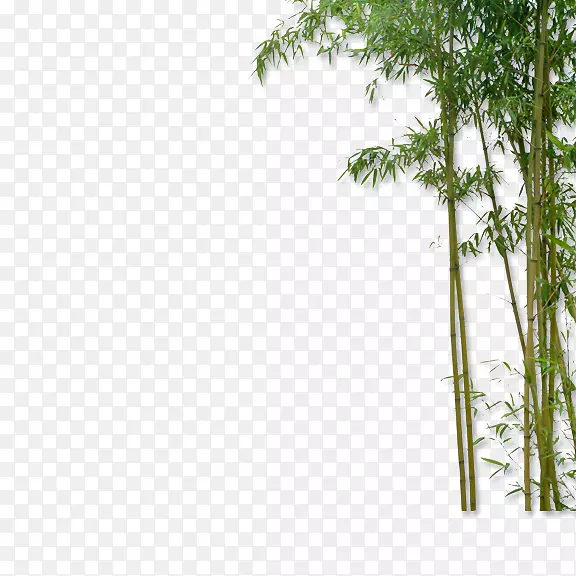 竹植物-竹子