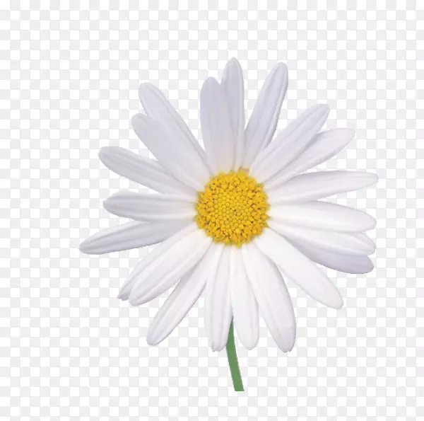 花甘菊墙纸-白色菊花