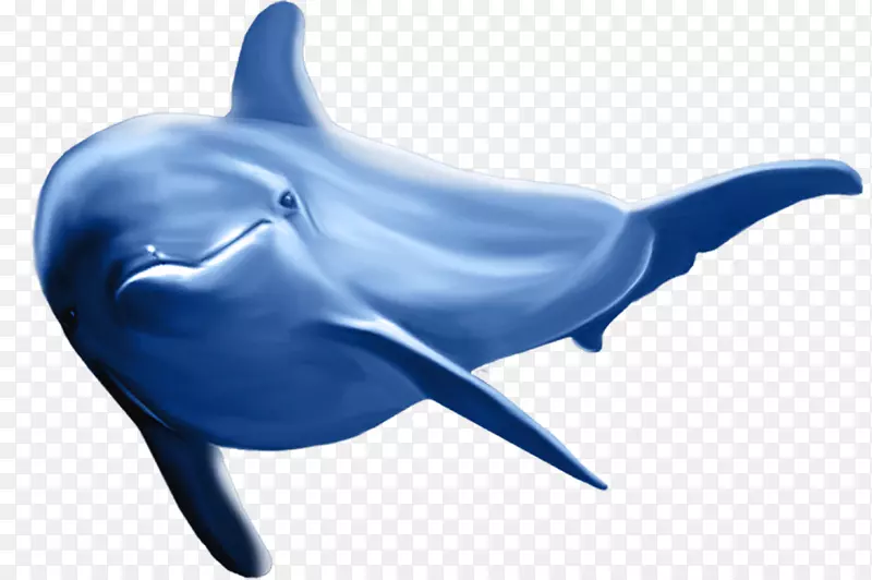 普通宽吻海豚条纹海豚-海豚图案