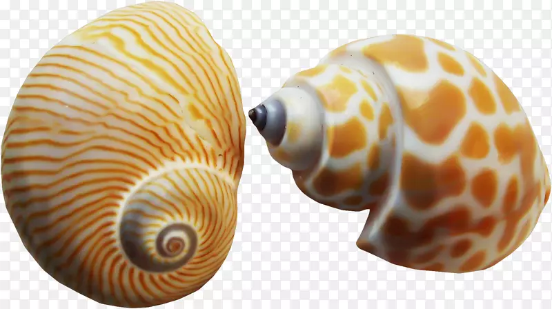 海鸥科海螺粉刷软体动物贝壳海螺