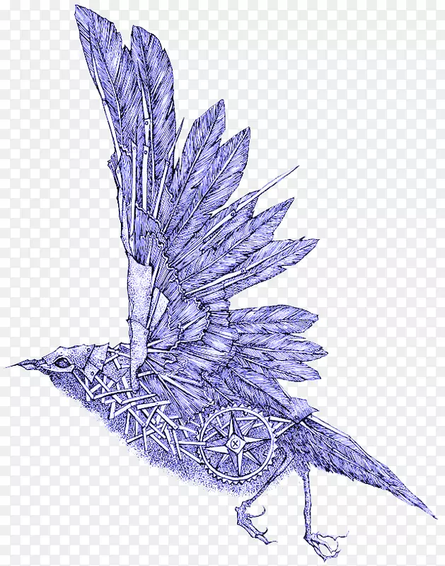鸟类绘画艺术插图-鹰翼