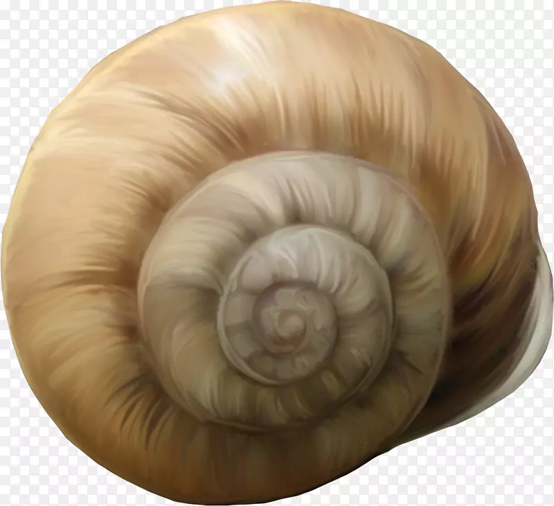 蜗牛卡拉科尔光景-棕色海螺