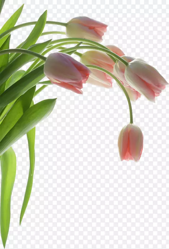 纸郁金香墙花墙纸郁金香植物