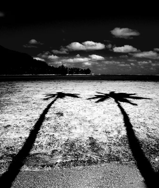 黑白椰子摄影-黑白椰子树倒影