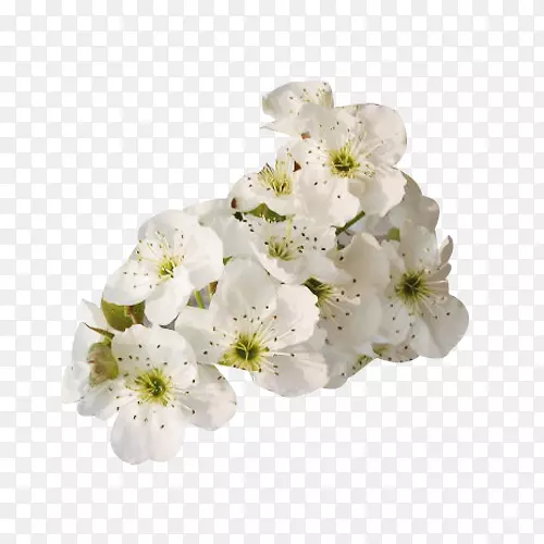 花瓣白花设计-纯白色梨花花瓣图案材料