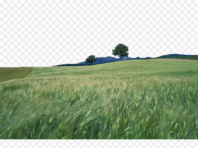 自然景观自然风景摄影墙纸风摇大麦