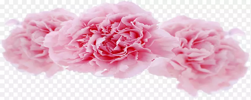 香石竹玫瑰花园玫瑰康乃馨花型切花牡丹