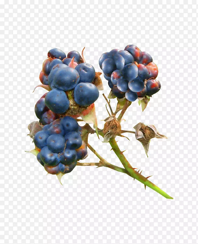 蓝莓，黑莓，奥格里斯-蓝莓
