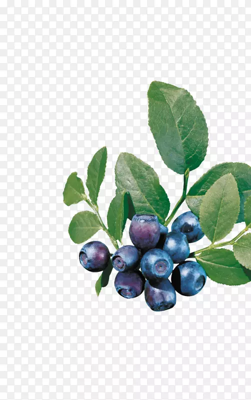 欧洲蓝莓-蓝莓和蓝莓叶