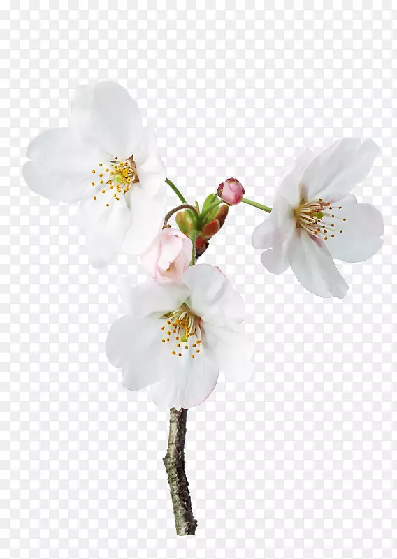 花瓣花卉设计-三种白色梨花花瓣图片材料