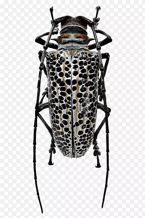 活宝石：甲虫的自然设计