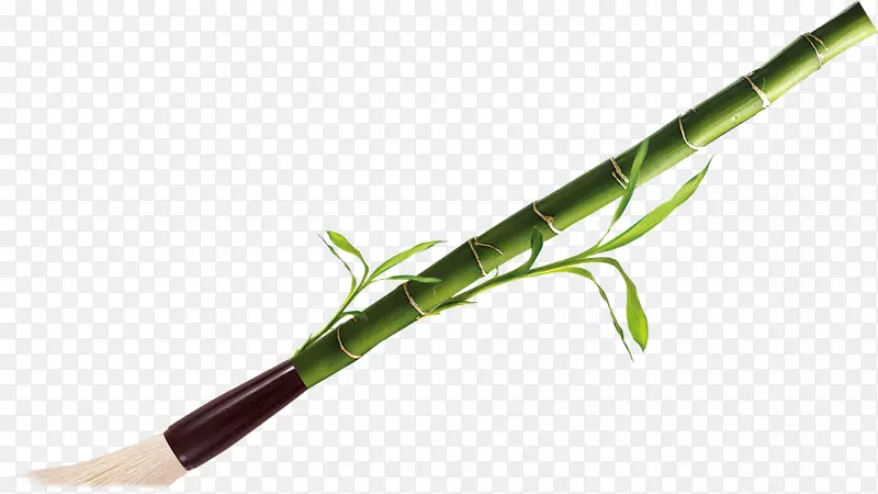 植物茎-竹