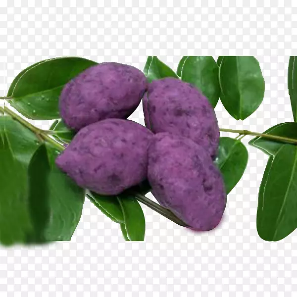 紫桑叶薯蓣红卷心菜-全紫色甘薯