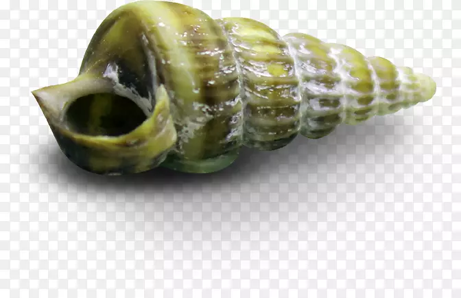 海蜗牛贝壳夹艺术.绿色海螺