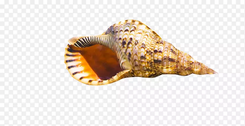 海贝壳高清晰度电视沙滩WUXGA壁纸条纹海螺
