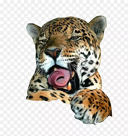 美洲豹狮子猫科猫舌豹