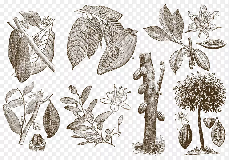 可可豆下载可可豆-咖啡豆的起源