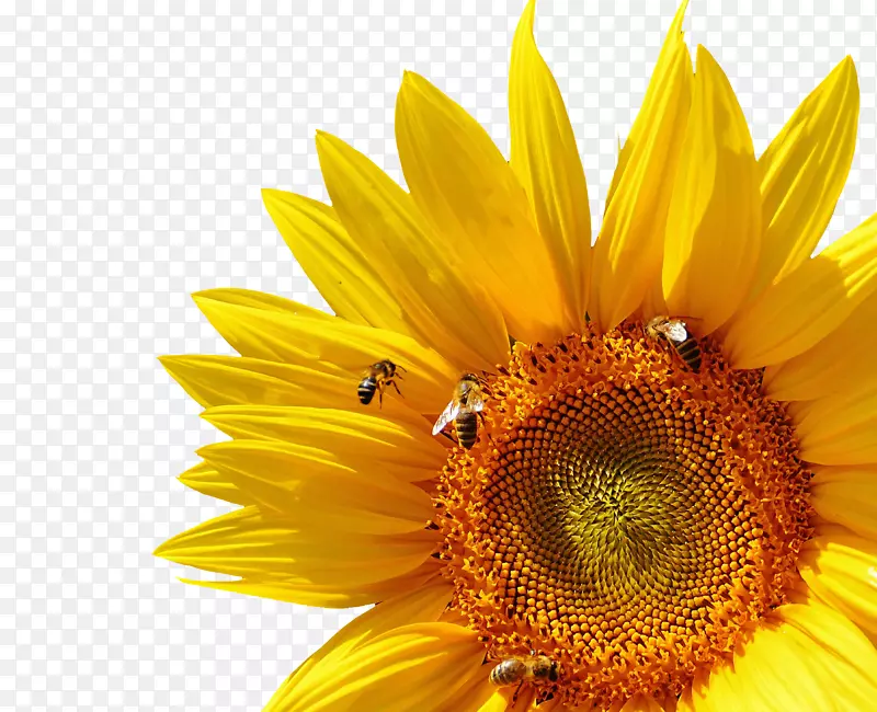 黄蜂常见向日葵昆虫-菊花