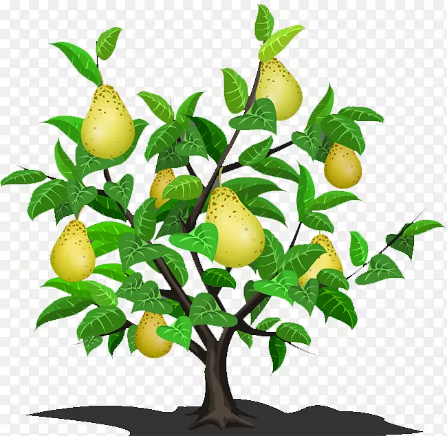 亚洲梨柠檬果树-梨