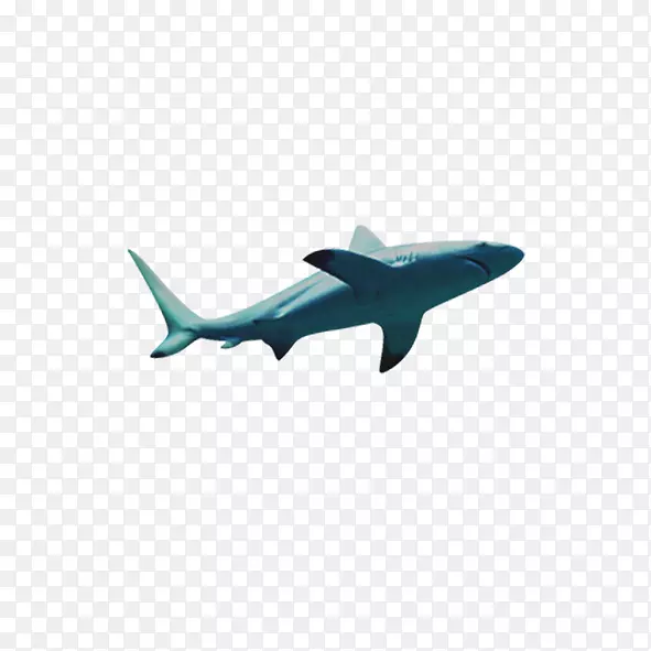 鲨鱼免费-鲨鱼